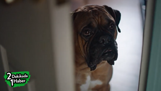 Kalbe giden yolda köpekler