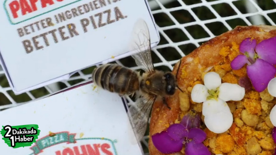 Arılara Pizza Ziyafeti