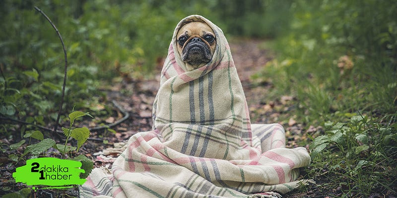 Petfluencing nedir, ne değildir?
